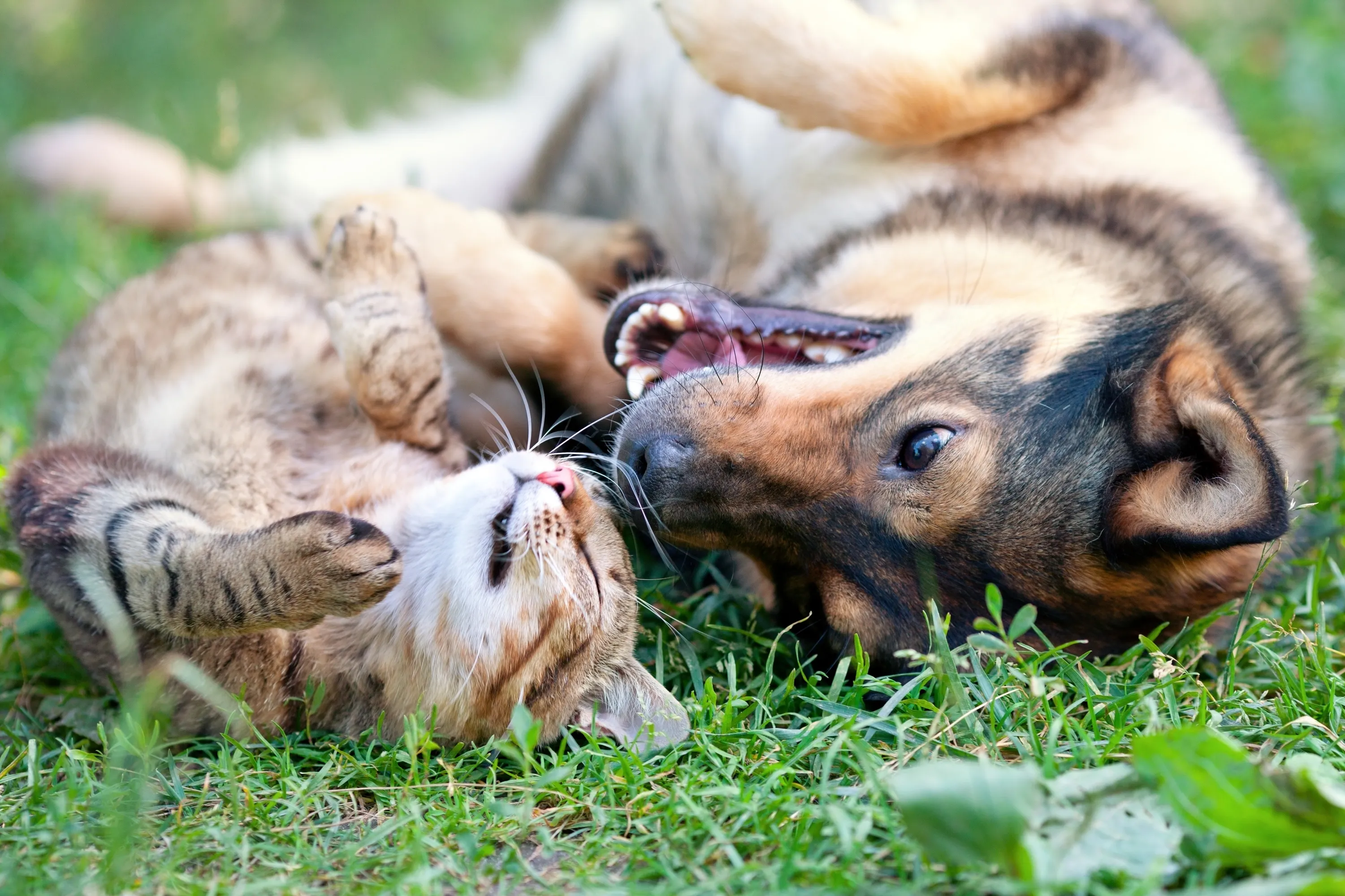 Cat and Dog Cuddling Stock Photo