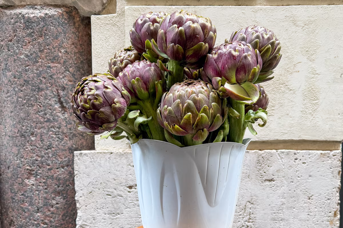 Fresh artichoke stems arranged in a white pot in Rome, Italy.