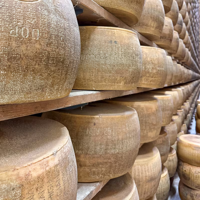 Aging wheels of Organic Parmigiano Reggiano at a dairy farm in Emilia-Romagna.