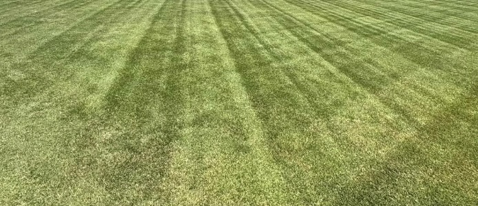 image of community members planting trees
