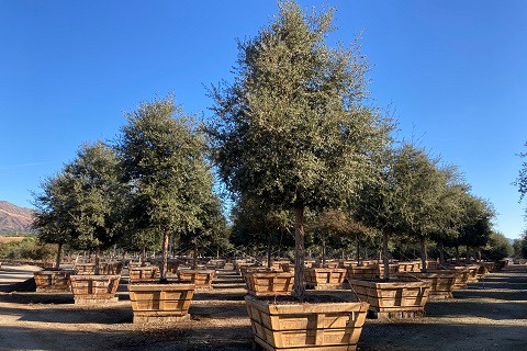 Rows of medium-sized trees planted in large square wooden containers under a clear blue sky.
