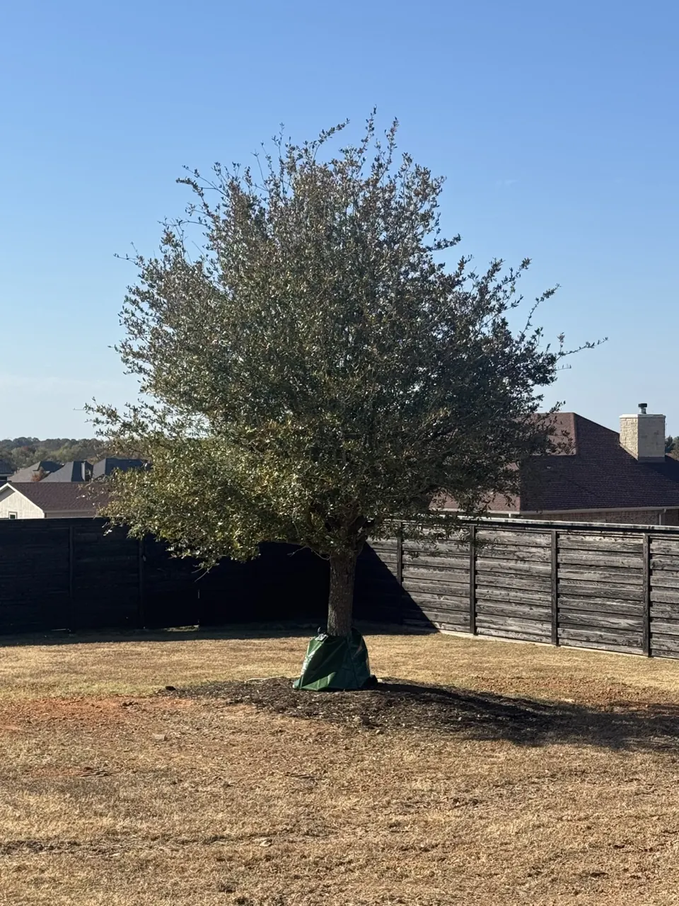 60-inch-box live oak installed in a Canton backyard