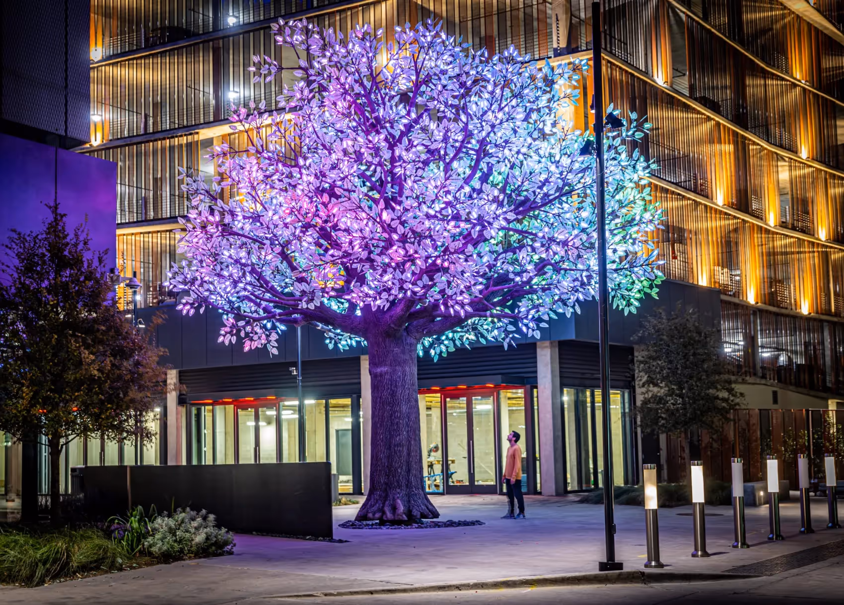 Tree of Tenere in Dallas