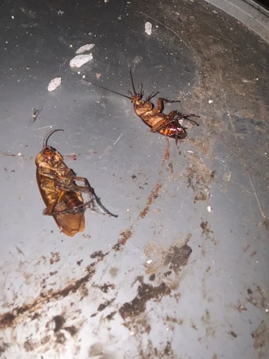 Intervention cafards Marseille