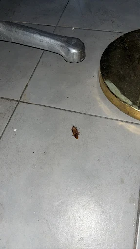 Intervention cafards Paris