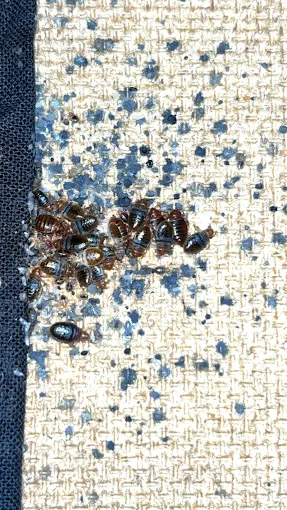 Intervention blattes Marseille