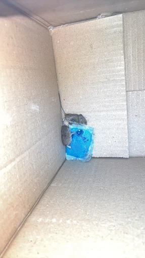 Dératiseur souris Paris