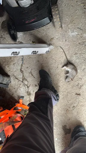 Intervention rats Marseille