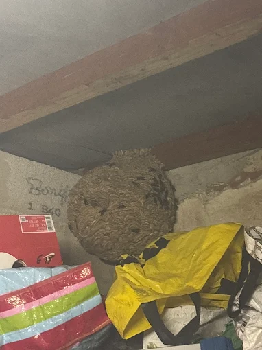 Nid de guêpes Marseille