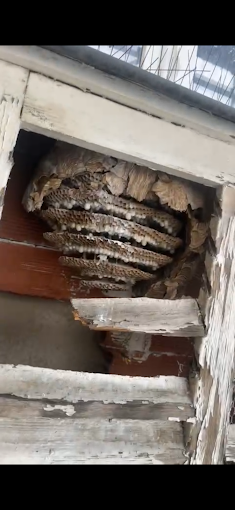 Nid de guêpes Marseille