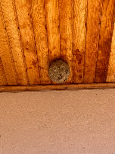 Nid de guêpes Paris