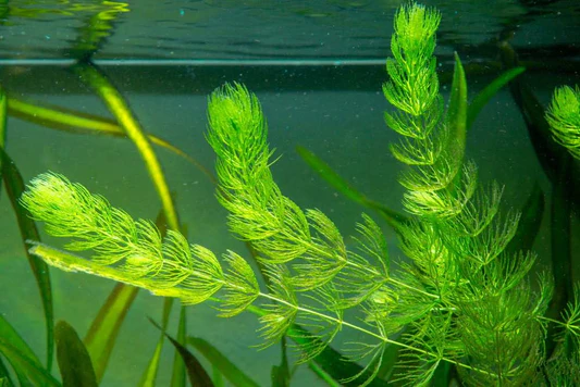 Bright green aquatic plants with feathery leaves submerged in clear water.