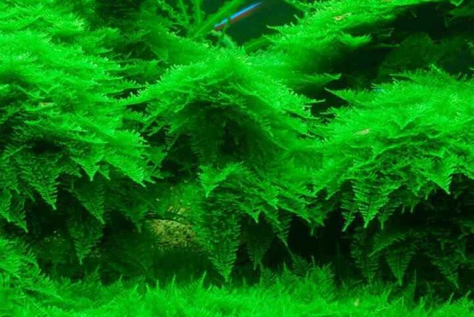 Dense bright green aquatic moss covering underwater surfaces.