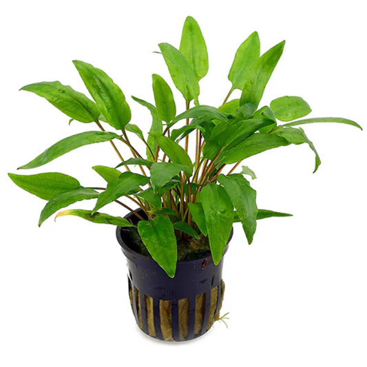Green leafy aquatic plant in a black plastic pot with slotted sides.