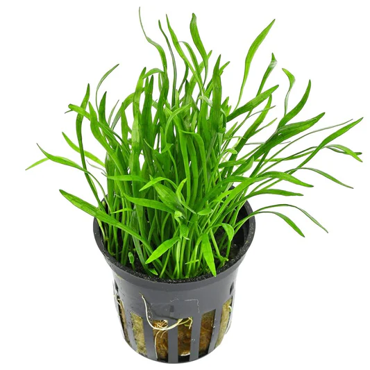 Green aquatic plant with long, narrow leaves growing in a black plastic pot with slits.
