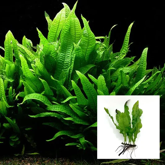 Bright green aquatic plant with long, narrow leaves growing densely against a black background, inset showing the plant's roots and leaves on a white background.