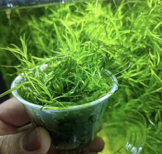 Close-up of fresh green aquatic plants packed inside a small clear plastic cup held by a hand.