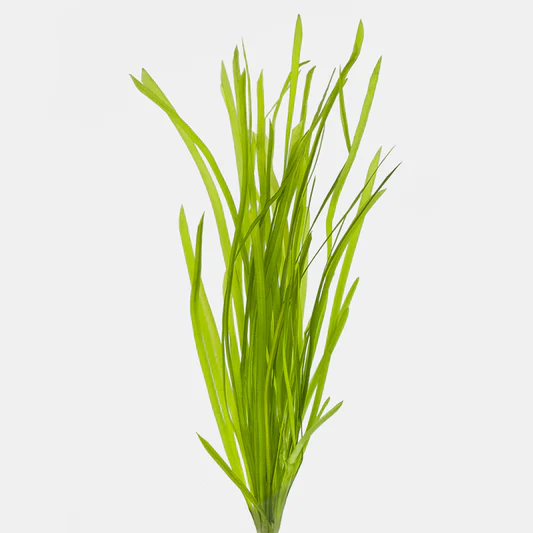 Close-up of a bunch of vibrant green, thin, elongated grass blades on a light gray background.