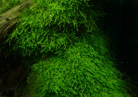 Close-up of vibrant green aquatic moss or plant with fine, needle-like leaves and a dark background.