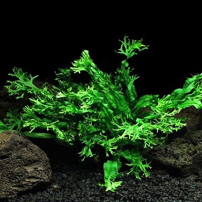 Bright green aquatic plant with frilled leaves surrounded by dark gravel and rocks against black background.