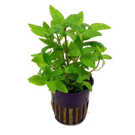 Healthy green aquatic plant in a black slotted pot with visible roots inside.