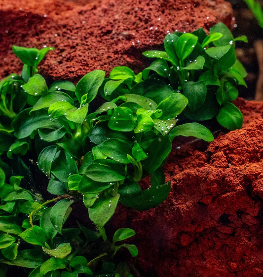 Green plants with small water droplets growing among reddish-brown rocks.