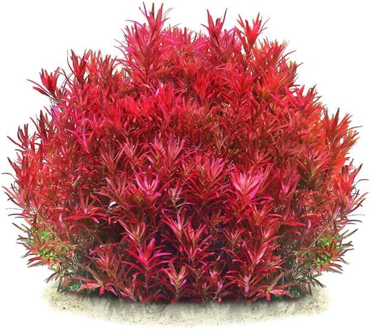 Dense bush with vibrant red and pink elongated leaves on a light background.