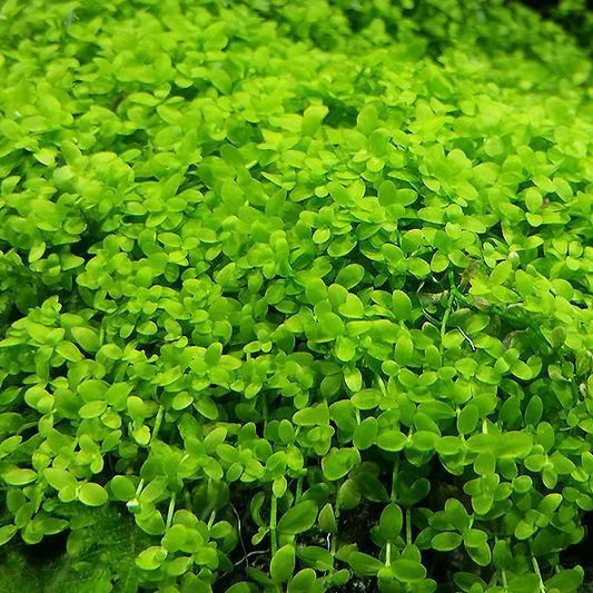 Close-up of dense, vibrant green small leaves covering a surface.