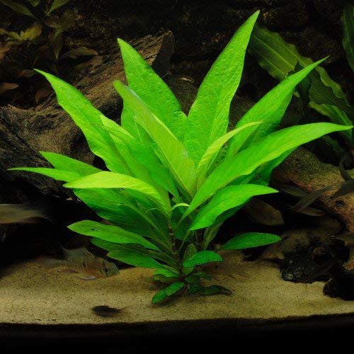 Bright green aquatic plant with elongated leaves planted in sandy substrate in an aquarium.