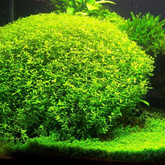 Lush, bright green aquatic plants densely covering the bottom of an aquarium.