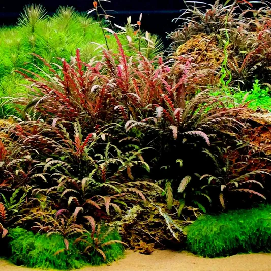 Lush aquatic plants with green and reddish leaves growing densely on sandy substrate in an aquarium.