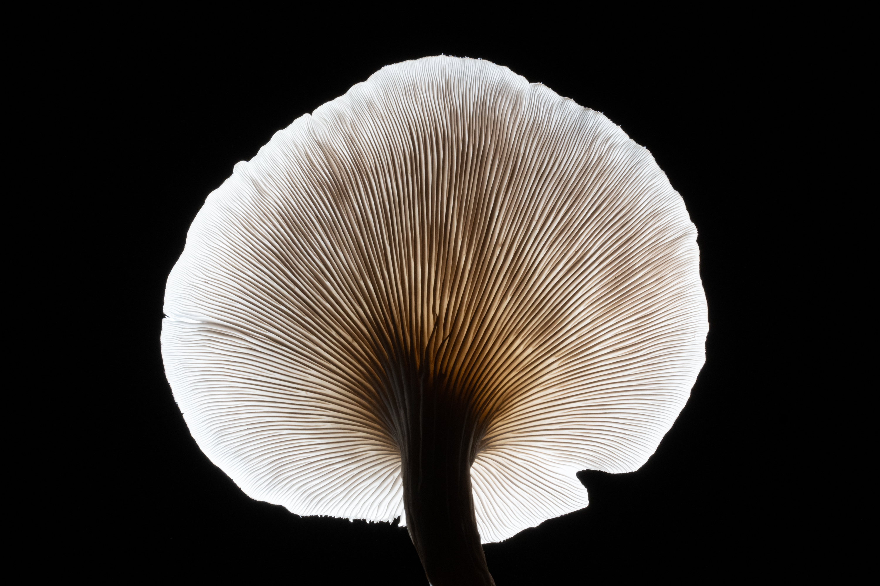 Two translucent orange mushrooms illuminated from behind against a dark background.