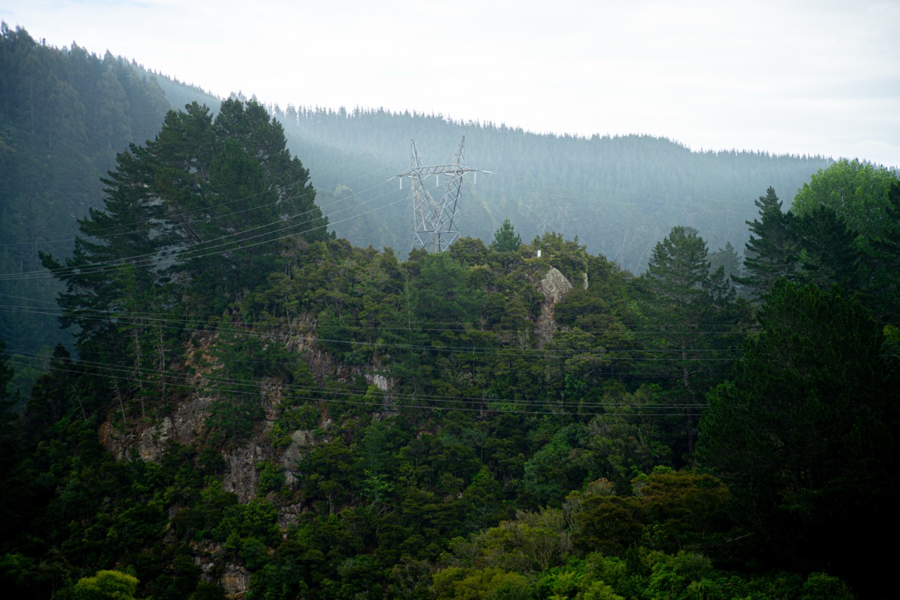 trees in rain