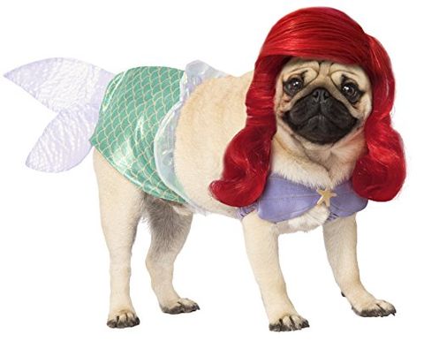 Best Halloween Costumes for Your Dog
