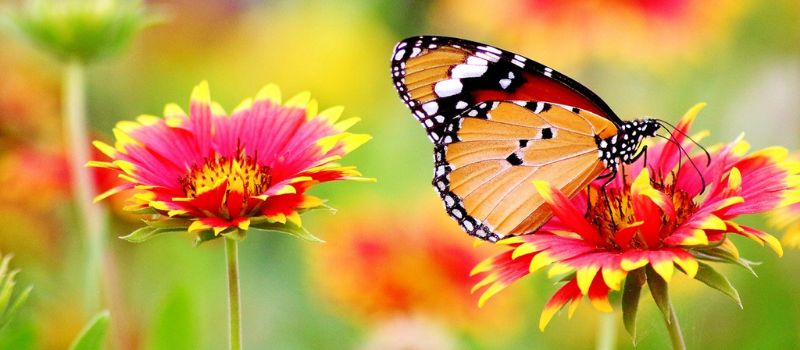 Best Flowers to Plant in Your Yard This Spring