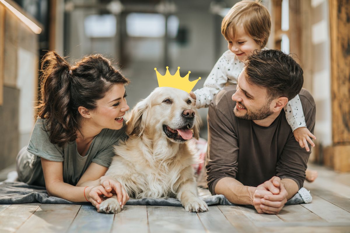 Furry Fun: 7 Sure-Fire Activities To Bond With Your Dog