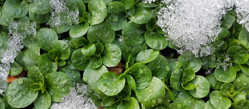 Gardening Do’s and Don’ts for Winter Season