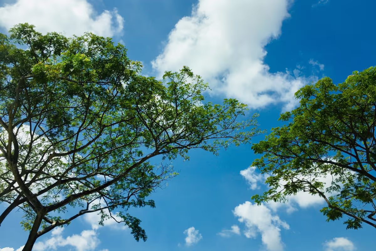 How Can You Contribute To Clean Air Efforts in Your Community?