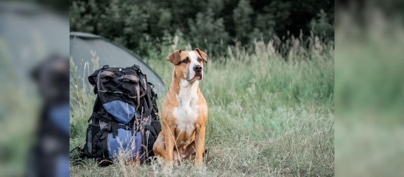 How To Plan a Fun and Safe Pet-Friendly Camping Trip (10 Tips)