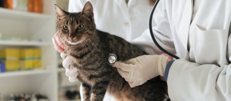 How To Prepare Your Cat for a Stress-Free Vet Visit (5 Tips)