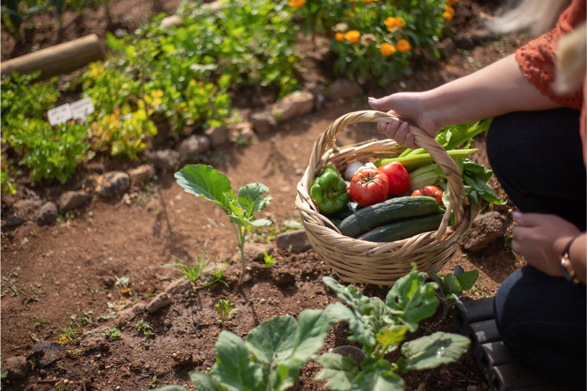 How To Start a Successful Garden (8 Steps)