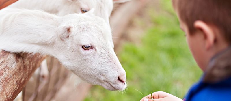 Kindness 101: How To Teach Your Kids Empathy and Compassion with a Fun Visit to a Petting Zoo