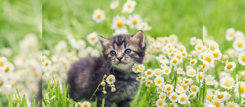 Keeping Your Kitten Happy and Healthy: 10 Super Helpful Tips for New Kitten Owners