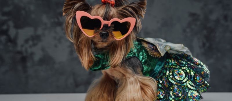 Pawsitively Stylish: 5 Adorable Ways to Dress Up Your Pet