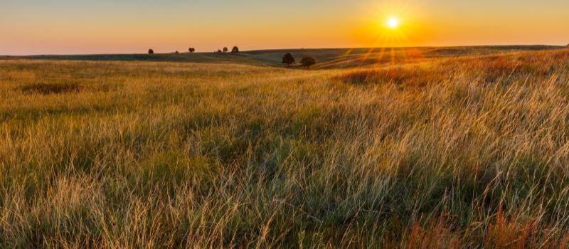 Prairie Wildlife 101: 5 Essential Tips for Spotting Animals in Their Habitat