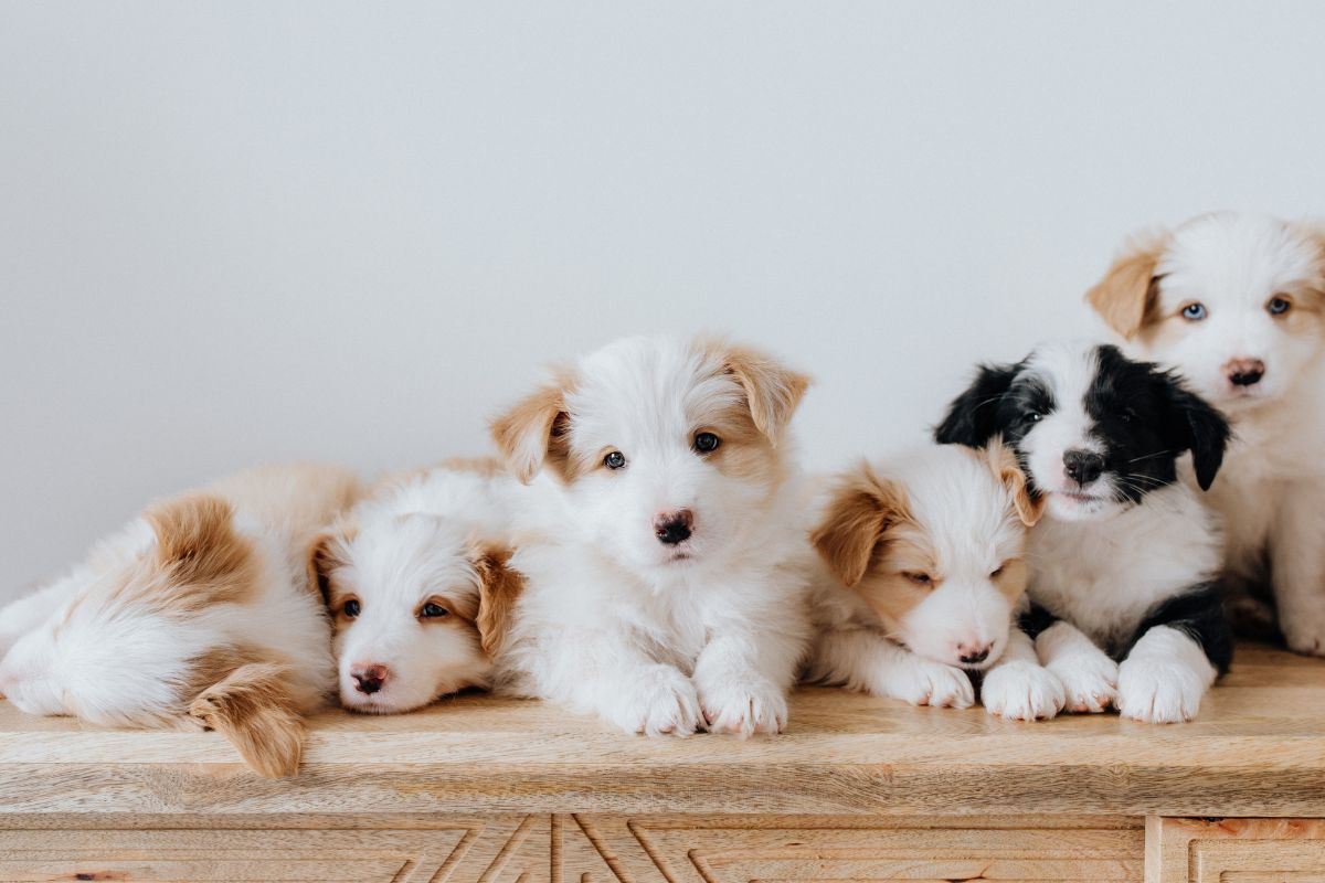 Puppy Love: The Best Breeds for New Pet Owners