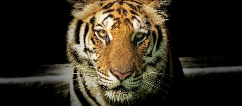 Roaring for Adventure: How To Channel and Unleash the Inner Tiger in You