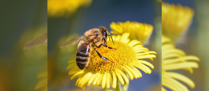 Save the Bees: 10 Fun and Creative Ways To Support Bee Conservation Efforts