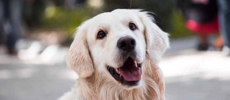Snap Happy: 5 Simple Tricks to Get Your Pet to Pose for the Camera