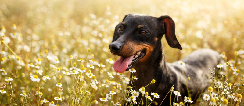 Tail-Wagging Fun: 5 Activities to Make Your Dog's Day Unforgettable